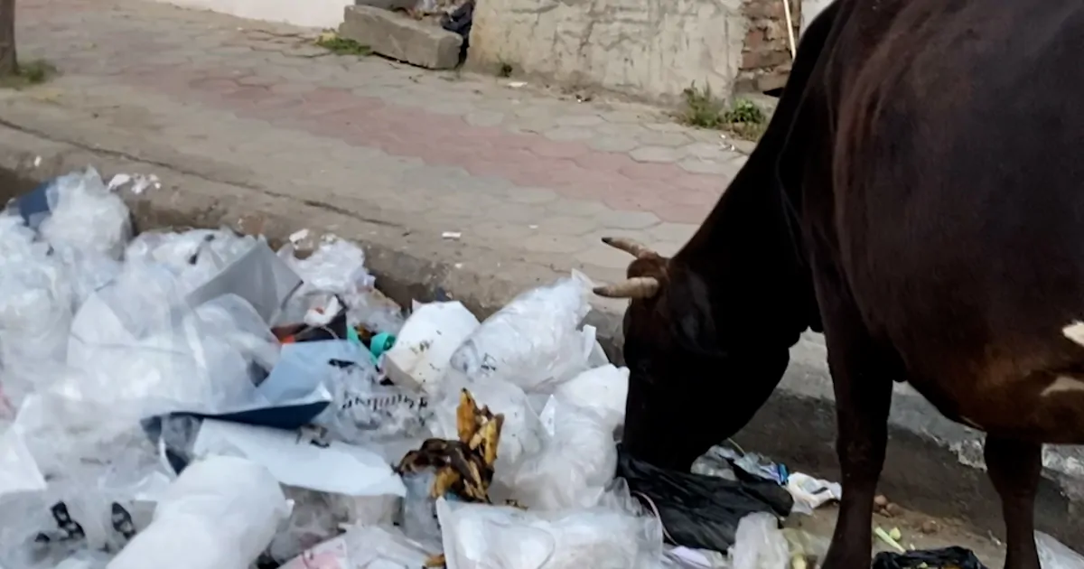 Cow eating plastic waste in Janakpurdham.