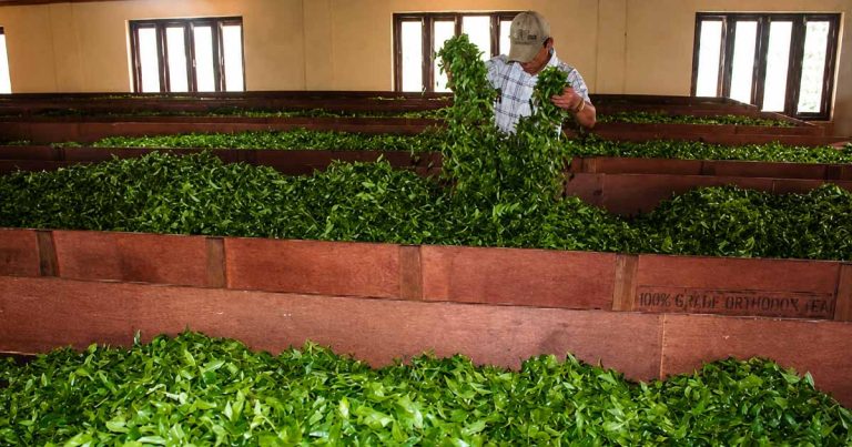 After 53 Closures in Ilam, 30 More Tea Factories Shut in Jhapa