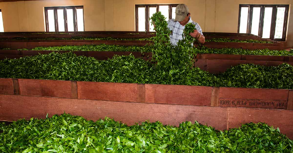 इलाम के बाद झापा में भी 30 चाय फैक्ट्रियां बंद