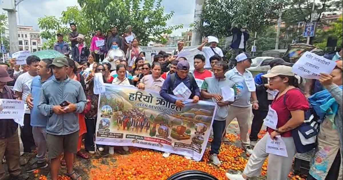 गोलभेँडा ८ रुपैयाँ, बजार नपाएपछि सडकमा किसान